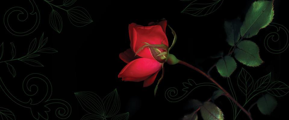 Une rose rouge sur un fond noir